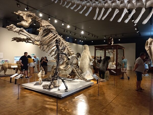 MUSEU DE ZOOLOGIA - USP - 25 OUT 2024
