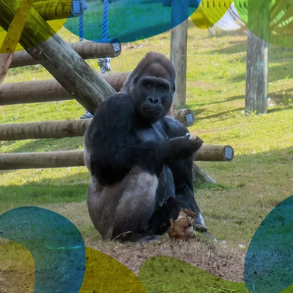 ANIMÁLIA PARK - Cotia - 14 NOV 2024 - Image 6