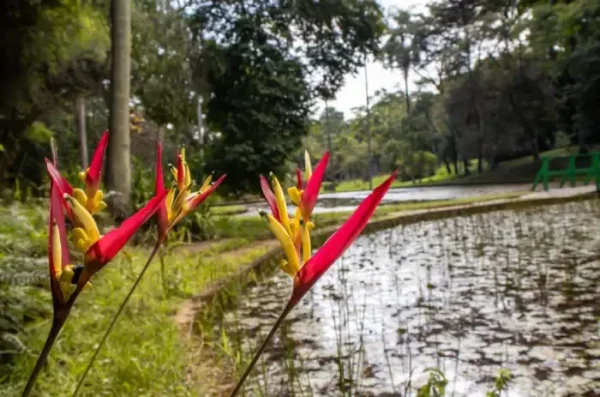 JARDIM BOTÂNICO DE SP 23 Maio 2025 - Image 3